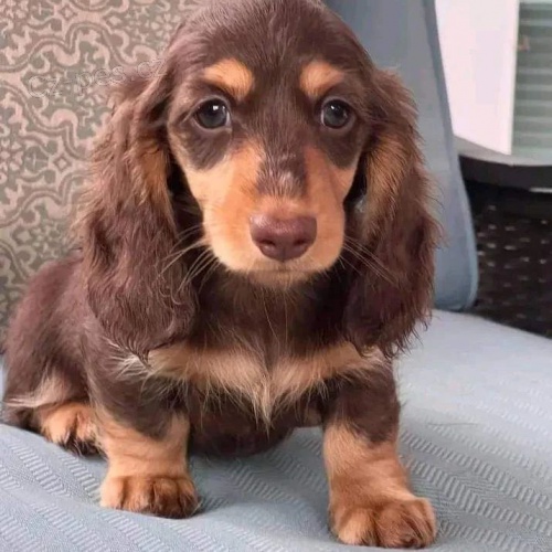 Prod�m zdrav� �t��ata dlouhosrst�ho trpasli��ho jezev��ka