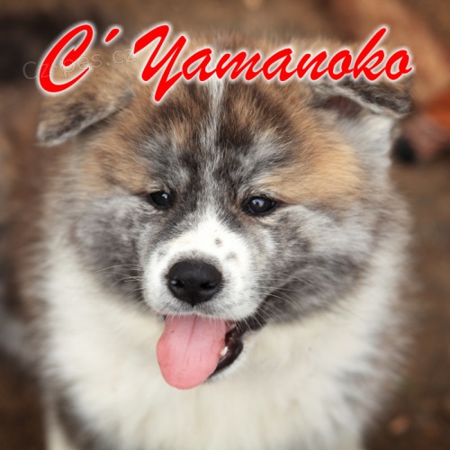 �t���tka Akita Inu s pr�kazem p�vodu