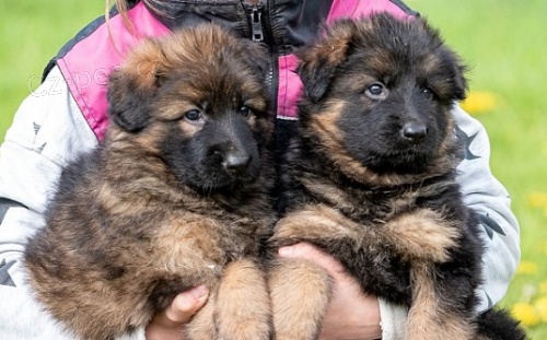 N�meck� ov��k dlouhosrst�