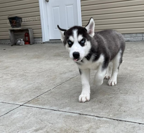 KR�SN� SIBI�SK� HUSKY �T���TKA 3 M�S�CE