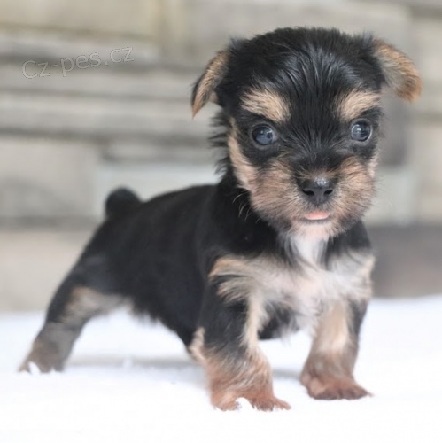 Prod�m �t��ata mini jork��rsk�ho teri�ra.