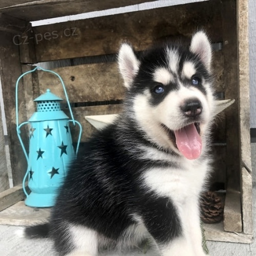 Prod�m �t��ata sibi�sk�ho huskyho.