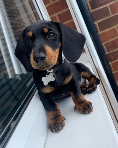 Prod�m kr�sn� hladkosrst� miniaturn� �t��ata jezev��ka.