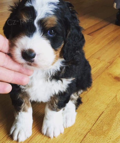 Prod�m mini �t��ata Bernedoodle.