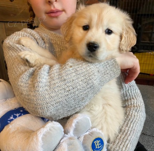 Prod�m �t��ata zlat�ho retr�vra.