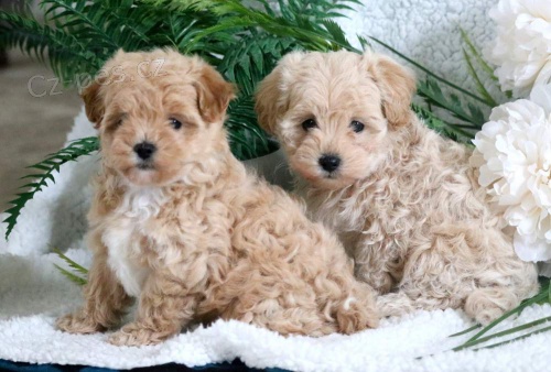 Prod�m �t��ata Maltipoo.