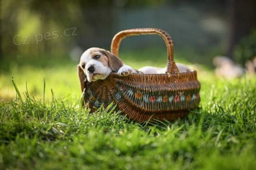 Beagle - �t��ata s PP