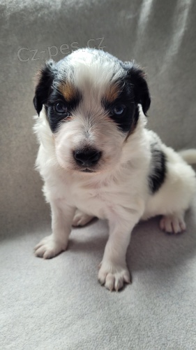 Prod�m �t��ata border kolie