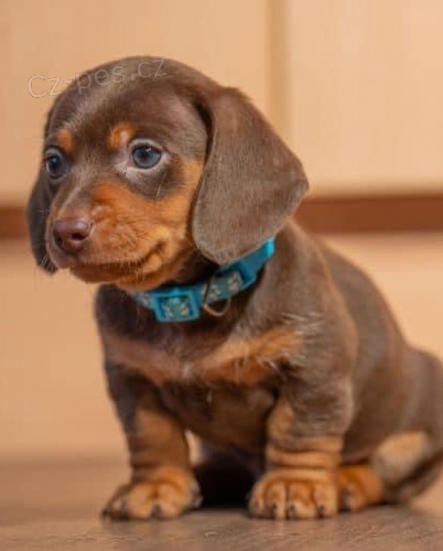 Miniaturn� kr�tkosrst� mini trpasli�� �t��ata jezev��ka