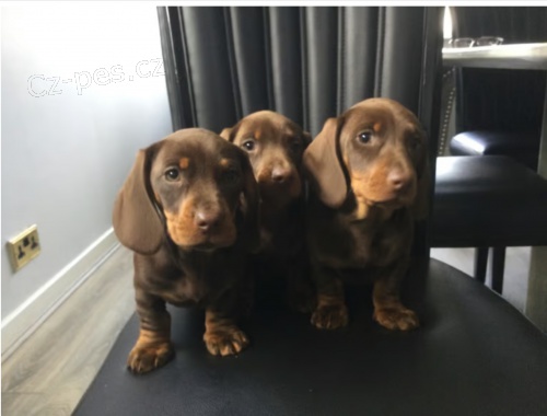 Prod�m kr�sn� �t��ata jezev��ka