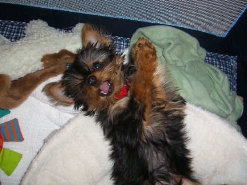 Kr�sn� d�vka jork��rsk�ho teri�ra