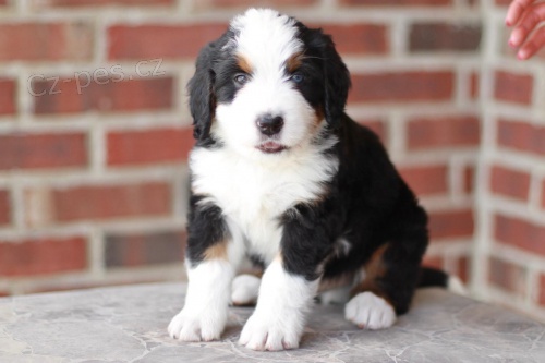 Prod�m �t��ata Bernedoodle.