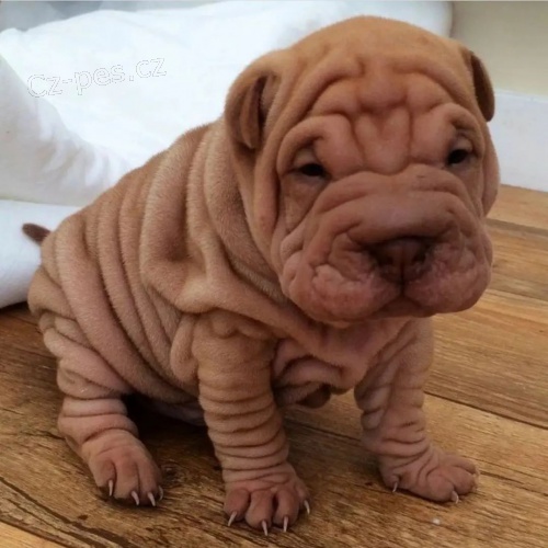 Shar-pei tata na prodej.