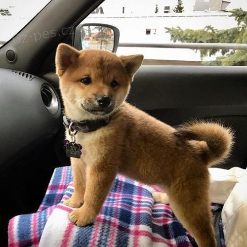 SHIBA INU