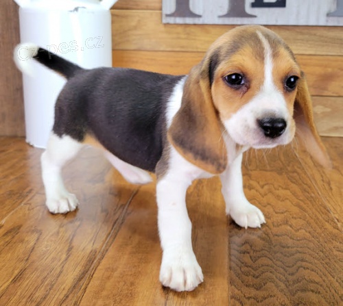 �t��ata b�gla na prodej.