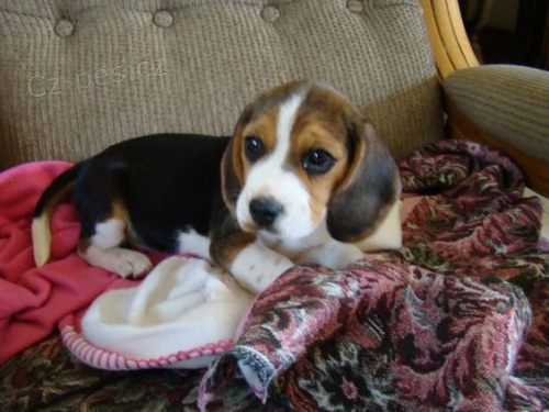 �t��ata b�gla na prodej.