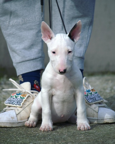 Prod�m kr�sn� �t��ata anglick�ho bulteri�ra.