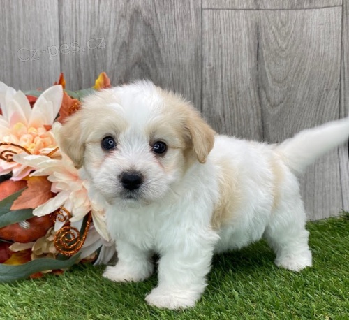 �t��ata havanese na prodej.
