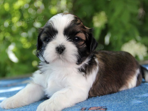 Shih-tzu, �i-tzu �t���tka s PP FCI