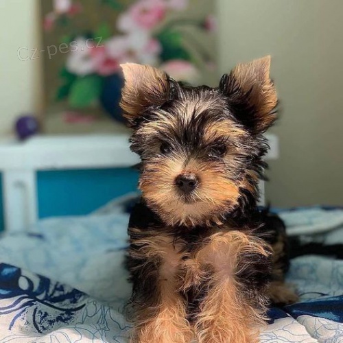 Jork��rsk� terier - pejsek s PP