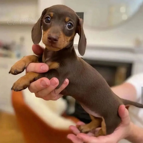 Prod�m zdrav� �t��ata kr�tkosrst�ch jezev��k�