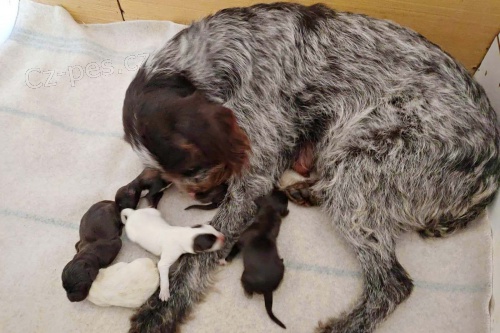 �esk� fousek - �t���tka s PP