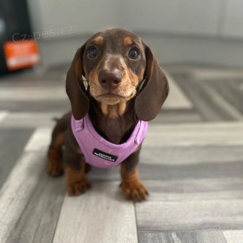 KR�TKOSRD� MINI JEZEV��KA �T��ATA