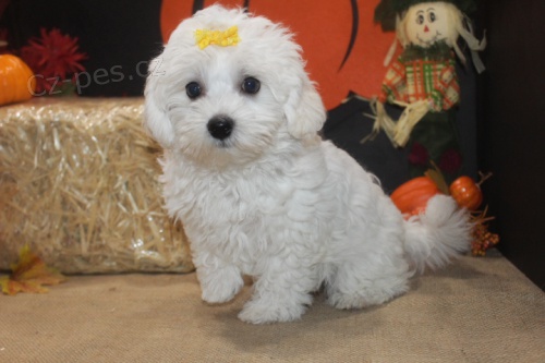 Prod�m zdrav� a o�kovan� �t��ata mini hra�ek Havamalt.