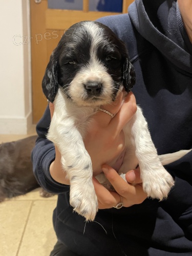 Prod�m kr�sn� a rozko�n� �t���tka anglick�ho �pringr�pan�la.