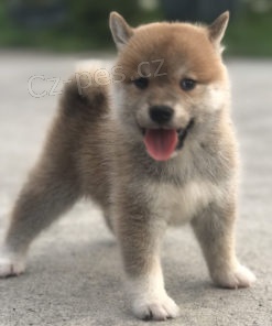 Prod�m �t��ata shiba inu