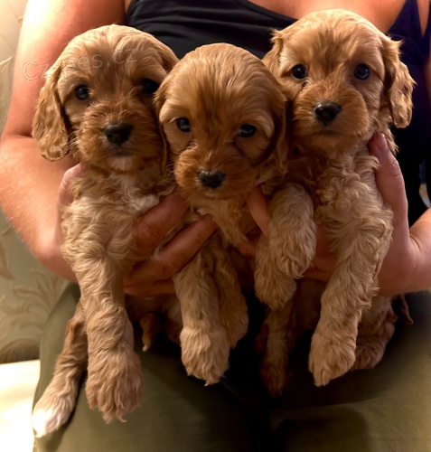 Prod�m �t��ata Cavapoo.