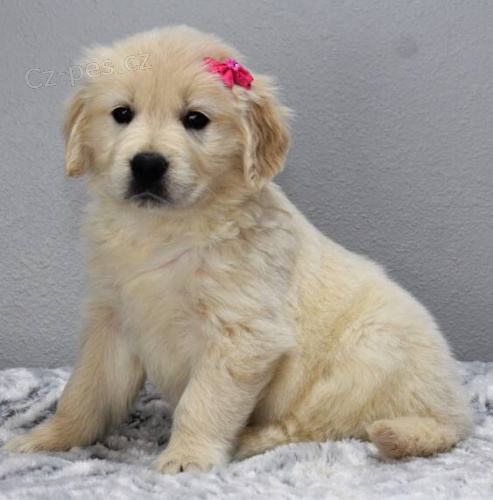 Prod�m �t��ata zlat�ho retr�vra.