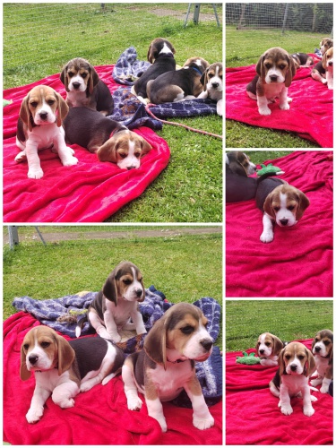 �t��ata b�gla na prodej.