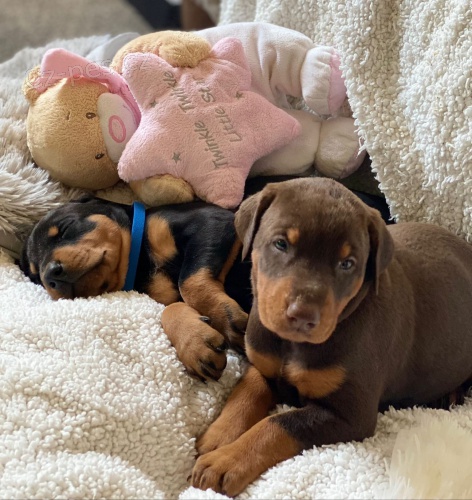 Prod�m �t��ata dobrmana.