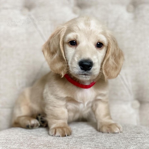 Prod�m zlat� �t��ata dlouhosrst�ch jezev��k�