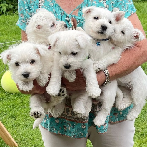 Prodm tata West Highland White Terriers