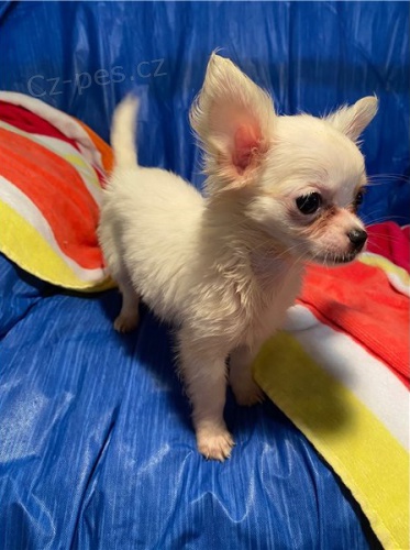 �t��ata �ivavy