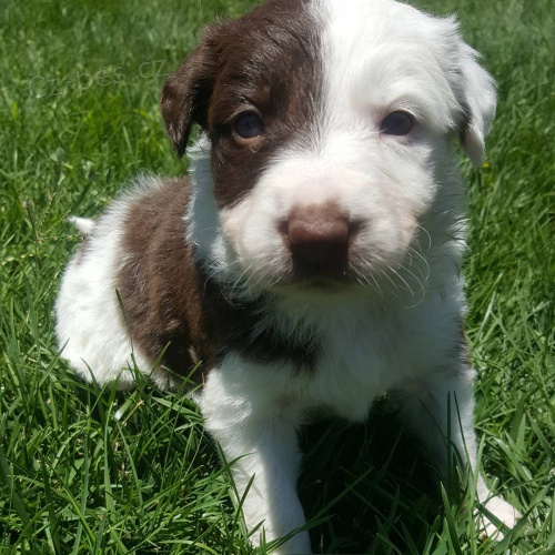 Prod�m �t��ata border kolie