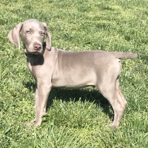 �t��ata v�marsk�ch oha�� na prodej