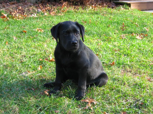 �t��ata labradorsk�ho retr�vra k adopci