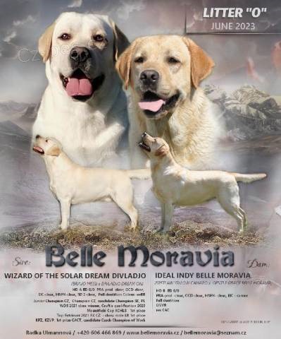 Labradorsk� retriever - smetanov� �t���tka s PP