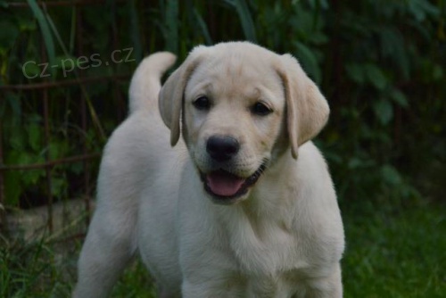 �lut� fenka Labradora