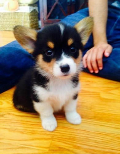 Prod�m �t��ata Pembroke Welsh Corgi.
