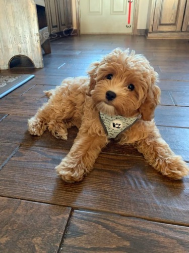 Prod�m mini �t��ata Cavapoo.