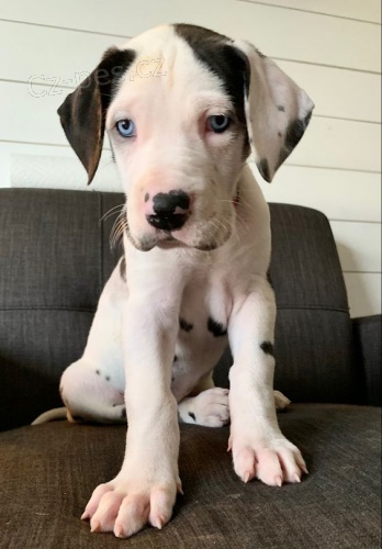 Prod�m zdrav� o�kovan� �t��ata n�meck� dogy