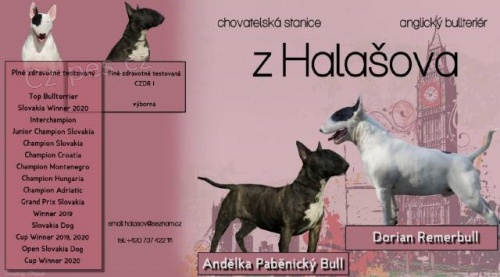 Anglick� bulteri�r - k rezervaci �t���tka s PP