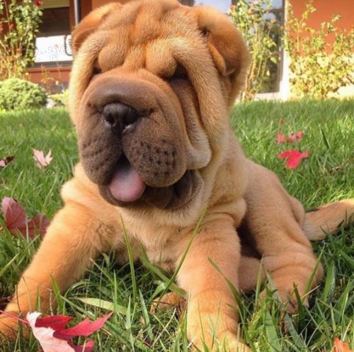 Prodm zdrav tata okovan shar-pei.