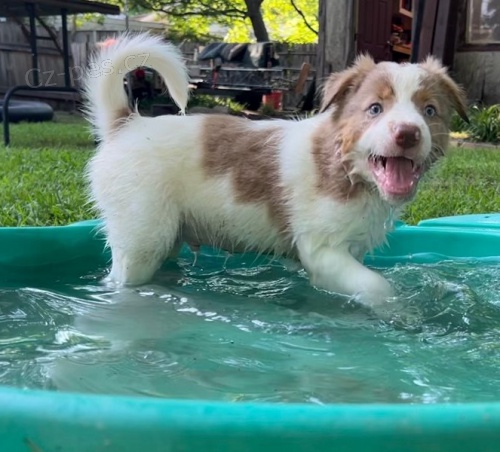 �t��ata zlat�ho retr�vra