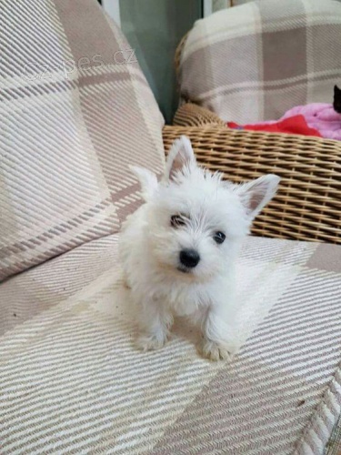 Prodm mini mini tata West Highland White Terriers