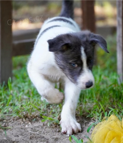 �t��ata hrani�n� kolie